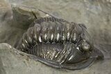 Diademaproetus Trilobite - Ofaten, Morocco #310523-3